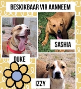 Available for Adoption at BARC!