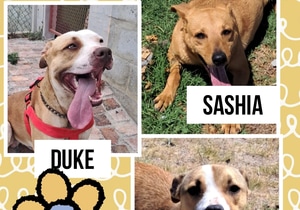 Available for Adoption at BARC!