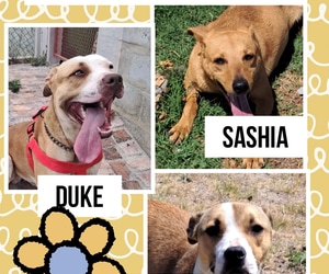 Available for Adoption at BARC!