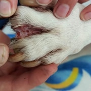 Protect Your Pet’s Paws: Understanding Interdigital Dermatitis