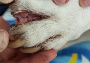 Protect Your Pet’s Paws: Understanding Interdigital Dermatitis