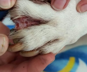 Protect Your Pet’s Paws: Understanding Interdigital Dermatitis