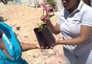 Spekboom: Nature's Wonder Plant