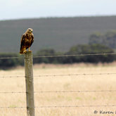 Birds of Stanford by Karen Larsen