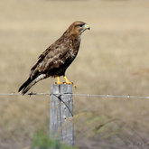 Birds of Stanford by Karen Larsen