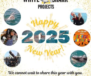 Happy New Year from White Shark Projects!