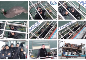 Daily Blog: 20 January 2025 | Shark Cage Diving in South Africa