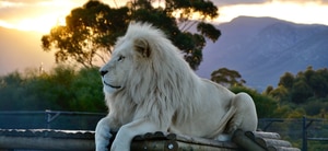 Upcoming Special Visits at Panthera Africa!