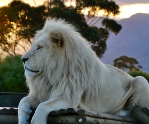 Upcoming Special Visits at Panthera Africa!