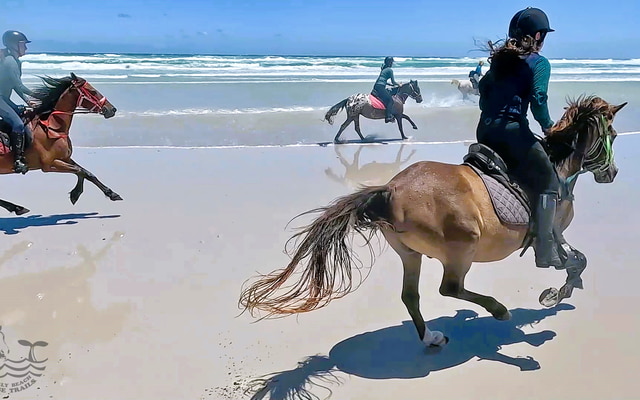 Pearly Beach Horse Trails