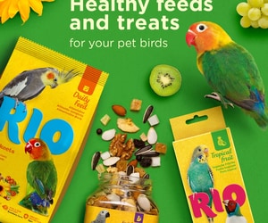 RIO Bird Food Coming Soon