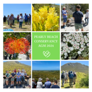 Pearly Beach Conservancy AGM and Nature Walk Highlights