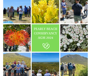 Pearly Beach Conservancy AGM and Nature Walk Highlights