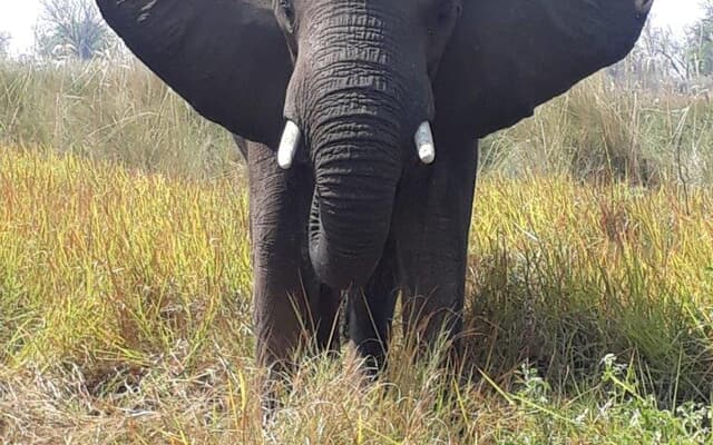 BotswanaSAPD5_1737961297