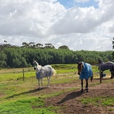Peacefulness - Modderivier Riding School - Xplorio™ Stanford