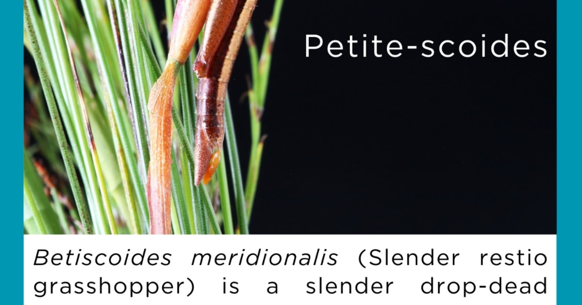 Restio Rigoratus Slender Restio Grasshopper: Endangered Cape Species - Grootbos ...