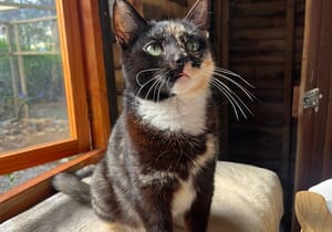 Meet Pretty - A True Survivor!