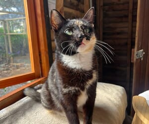 Meet Pretty - A True Survivor!