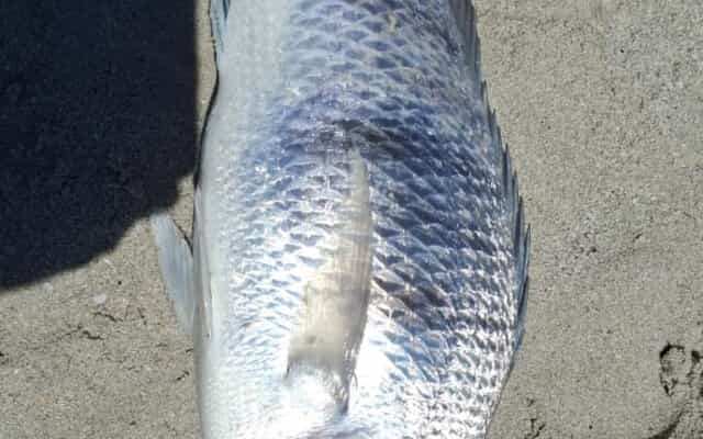 OverbergKushengel4_1738220281