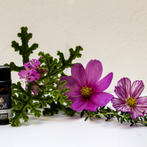 Essential Oils - Mirre & Kaneel Essensiële Olies / Essential Oils - Xplorio™ Kleinmond