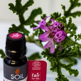 Essential Oils - Mirre & Kaneel Essensiële Olies / Essential Oils - Xplorio™ Kleinmond