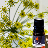 Essential Oils - Mirre & Kaneel Essensiële Olies / Essential Oils - Xplorio™ Kleinmond