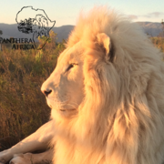 Upcoming Visits at Panthera Africa Big Cat Sanctuary