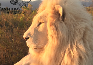 Upcoming Visits at Panthera Africa Big Cat Sanctuary