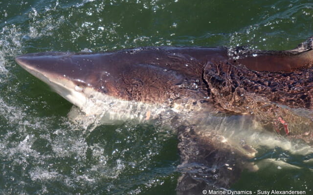 01_20250211_SF_Trip1_SAlexandersen_IMG042_768x513_1739360895