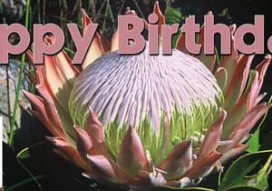 February Birthdays - Strandveld Hiking Club