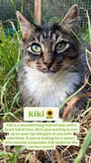 Meet Kiki - Your Purr-fect Companion!