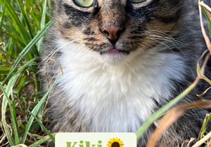 Meet Kiki - Your Purr-fect Companion!