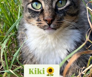 Meet Kiki - Your Purr-fect Companion!