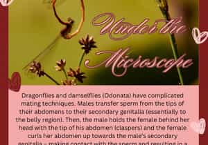 Under the Microscope: A Valentine’s Day Special