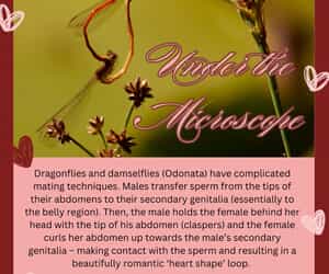 Under the Microscope: A Valentine’s Day Special