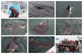 Daily Blog: 18 February 2025 | Shark Cage Diving in South Africa