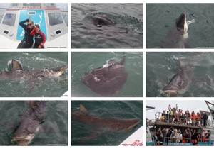 Daily Blog: 18 February 2025 | Shark Cage Diving in South Africa