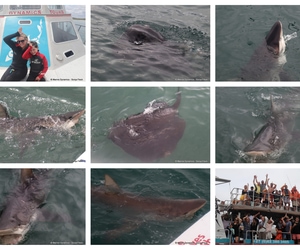 Daily Blog: 18 February 2025 | Shark Cage Diving in South Africa