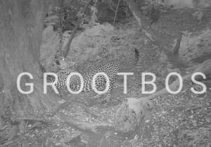 Leopard Spotted in Grootbos Forest