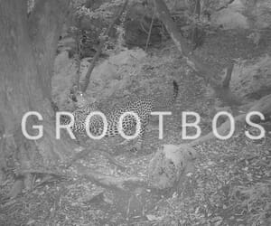 Leopard Spotted in Grootbos Forest