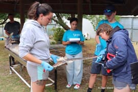 Black Marlin Dissection
