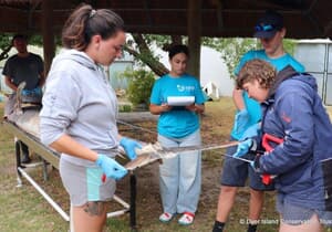 Black Marlin Dissection