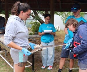 Black Marlin Dissection