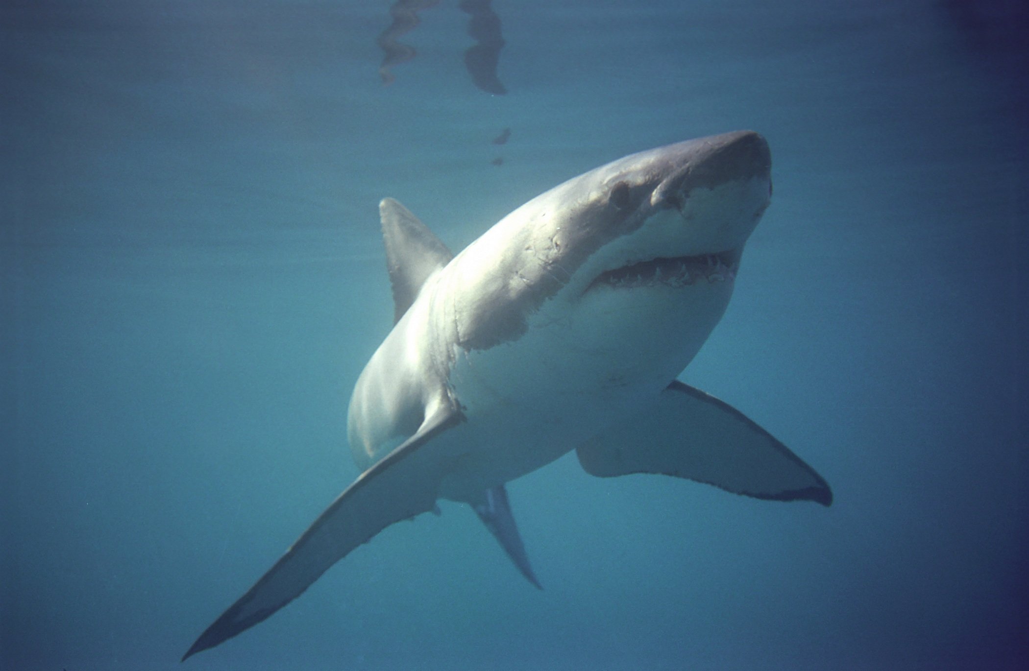 Great white shark white underneath  