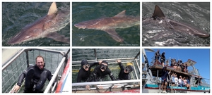 Daily Blog: 24 February 2025 | Shark Cage Diving in South Africa