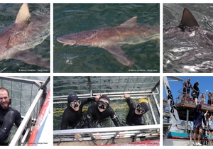 Daily Blog: 24 February 2025 | Shark Cage Diving in South Africa
