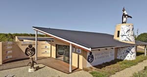 10 Years of Saving African Penguins