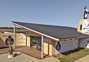 10 Years of Saving African Penguins