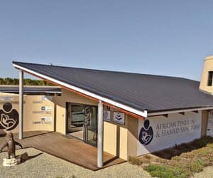 10 Years of Saving African Penguins