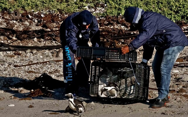 480819843_1053430726818034_7071775606647993658_n_1740640140